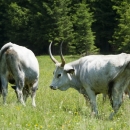 eletviragegyesulet_kr_02_gl