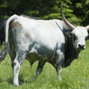 eletviragegyesulet_kr_11_gl