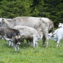 eletviragegyesulet_kr_19_gl